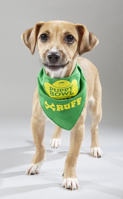 Puppy Bowl XV